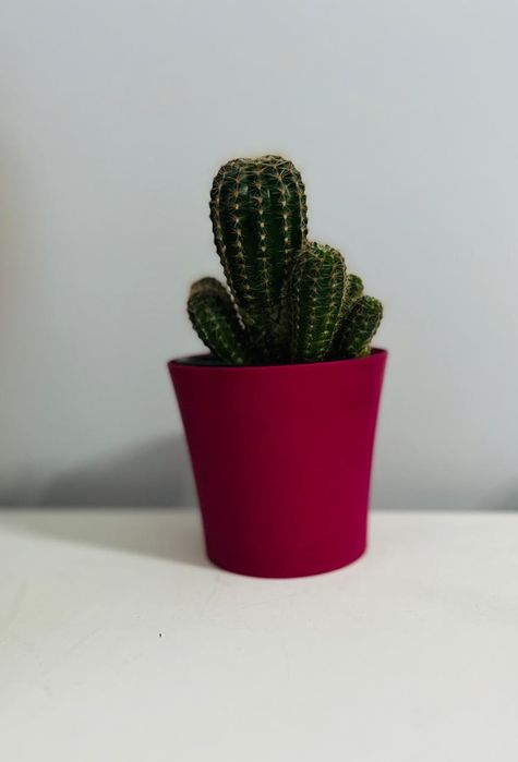 Кактус на подарок