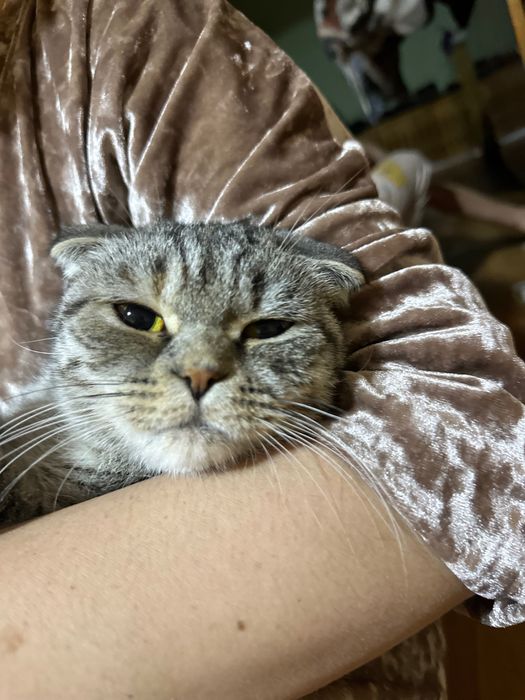 Скотиш форлд мушук