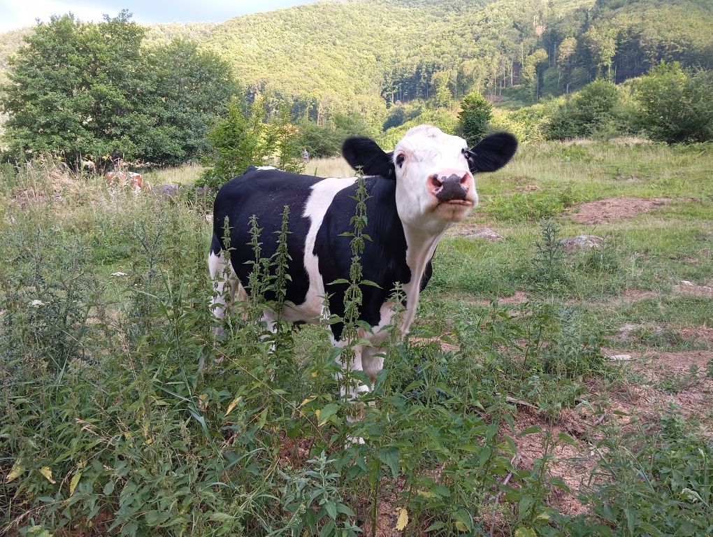 Vând vițel de carne