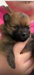 Pomeranian mini spitz