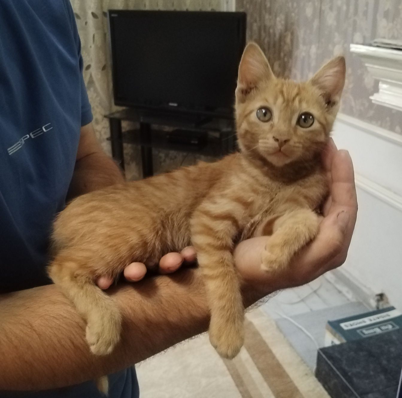 Котята в хорошие добрые руки
