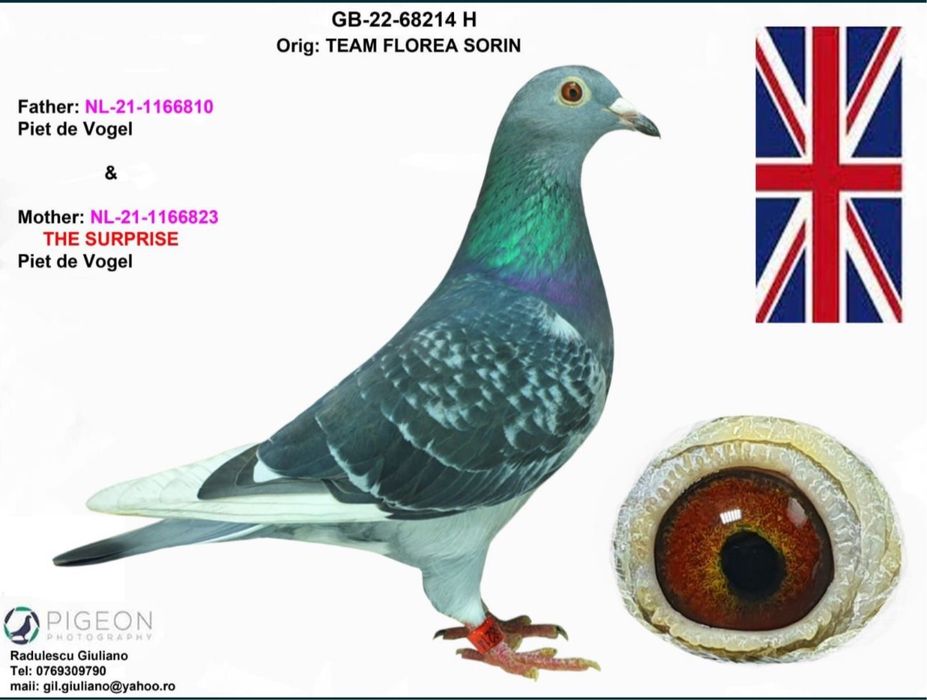 Porumbei voiajori din parinti cu pedigree