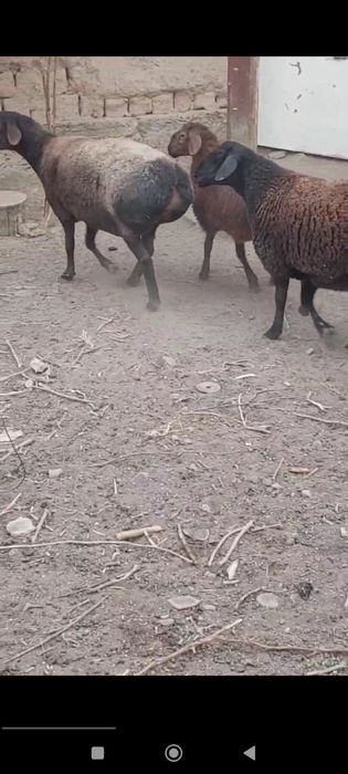 Ena bols xisori quylar sotiladi srochna