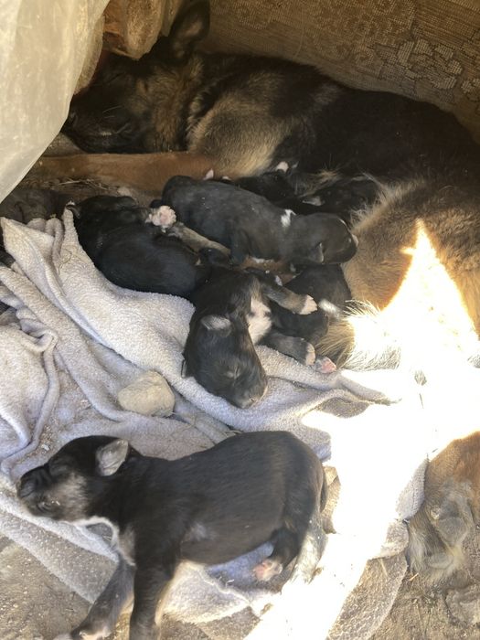 Күшіктер бар бағамын деген адамдарға