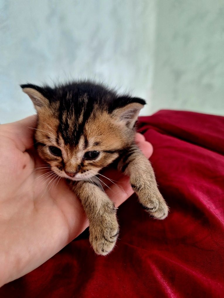 Скотиш фолд.Сотилади