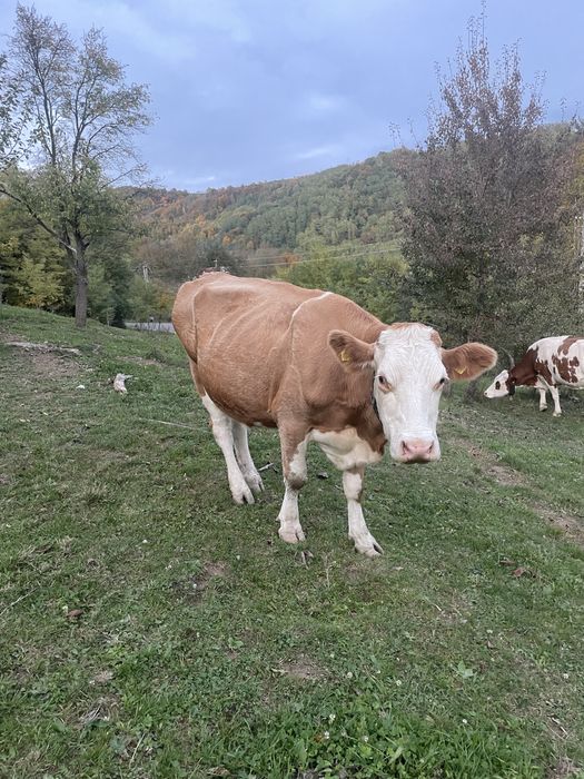 Vând 3 vaci bune de lapte