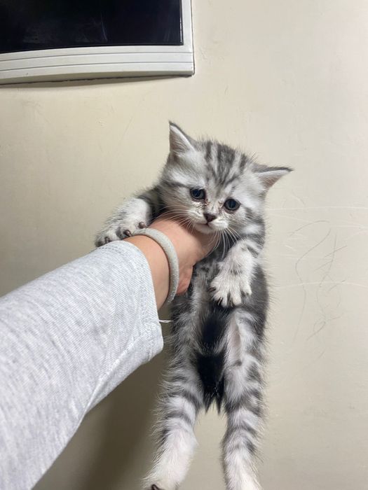 Продам   малышей