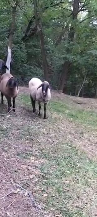 Oaie metis Carabaș prima fătare 2 ani in August!