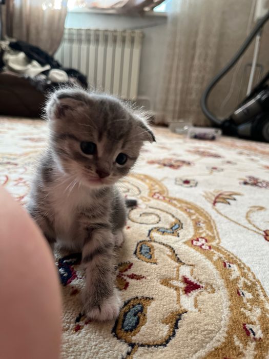 Котенок девочка