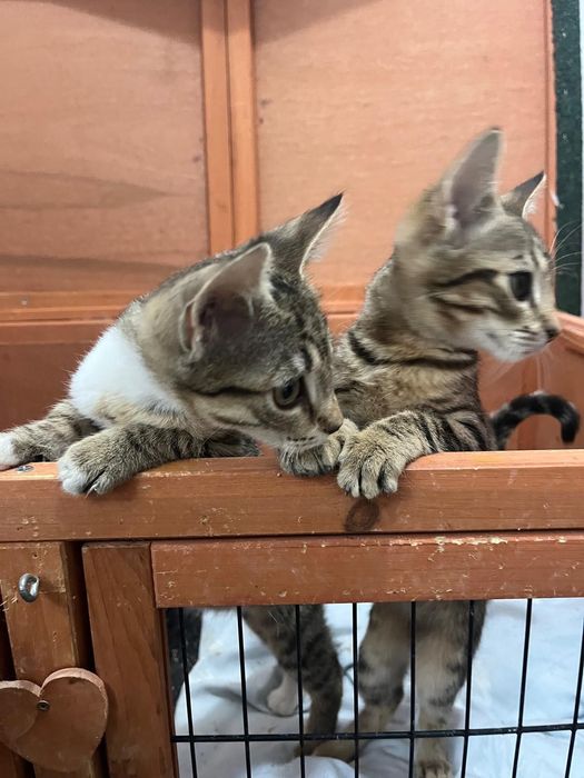 Pisicuțe jucăușe își doresc căsuța lor