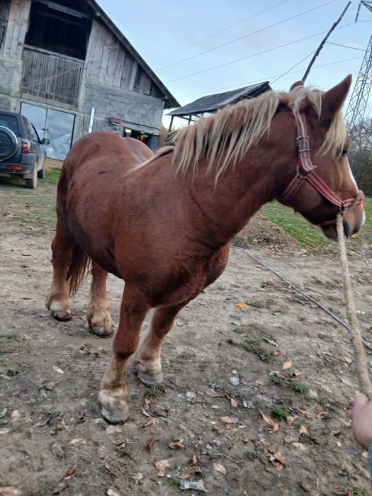 Cal de vanzare castrat