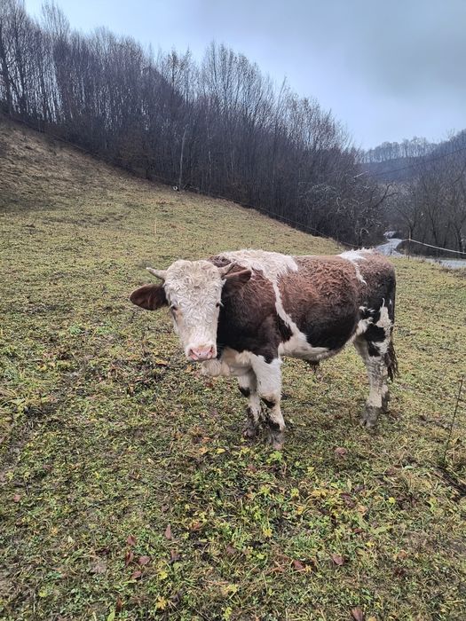 Vând taur bălțat!