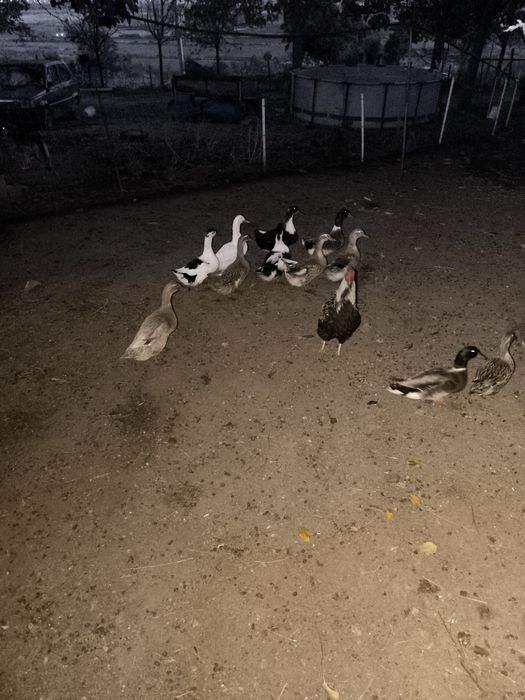 Крякащи патици 12 бр