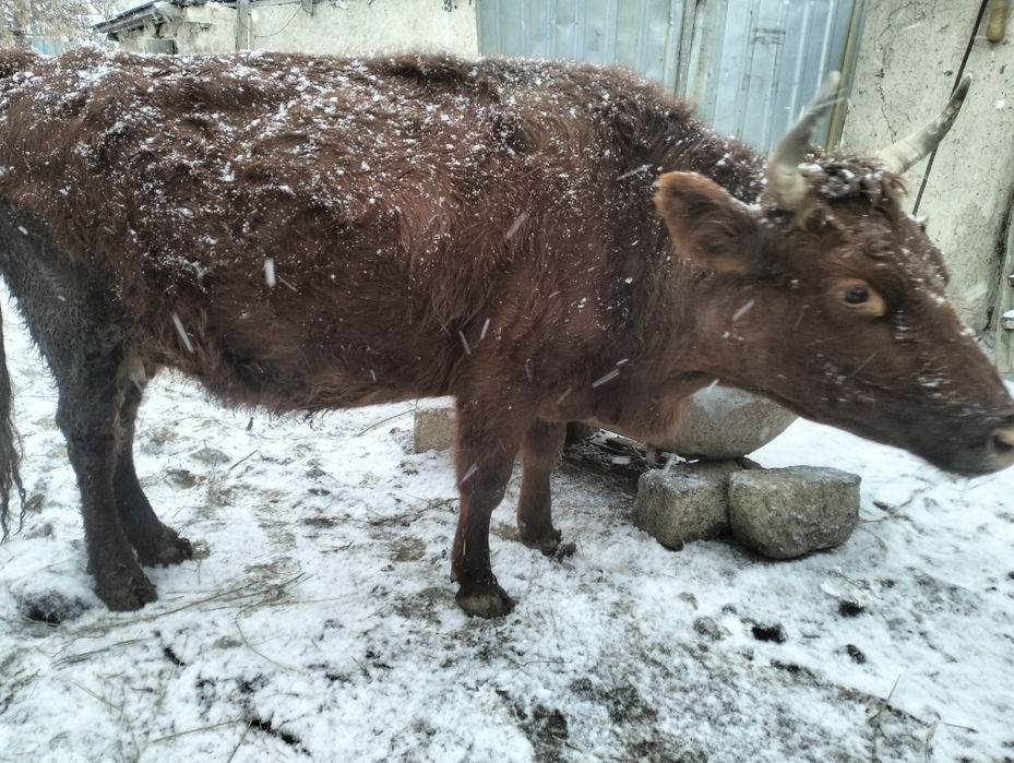 Сиыр сатылады 4 жасар!