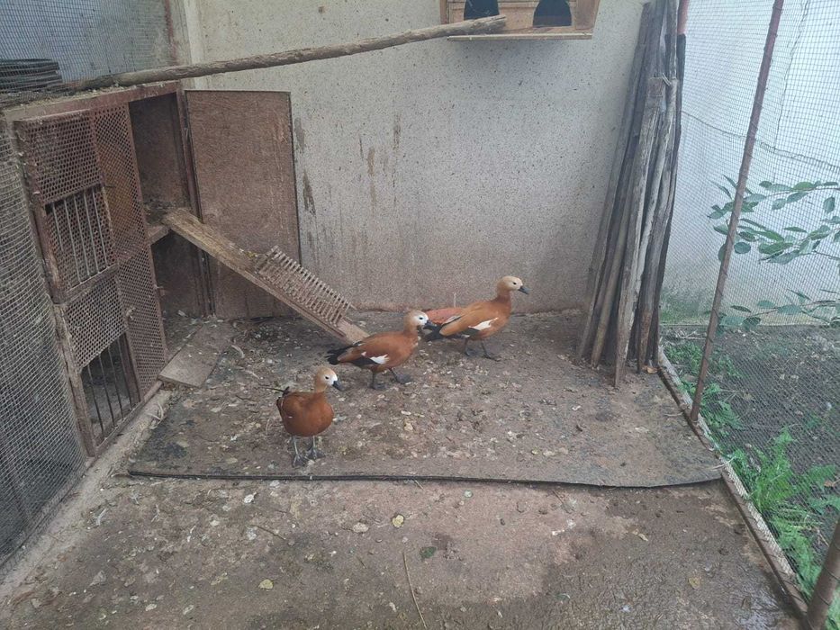 Pasari Califar Rosu