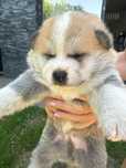 Akyta Inu japonez