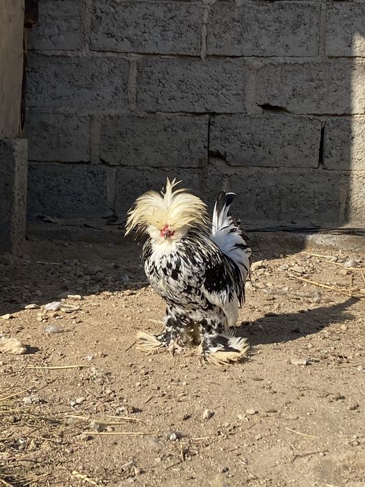 Карески япончалар сотилади