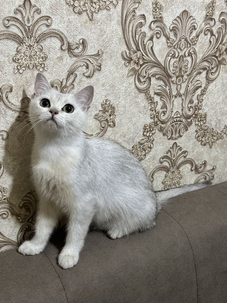 Серебристая шиншилла