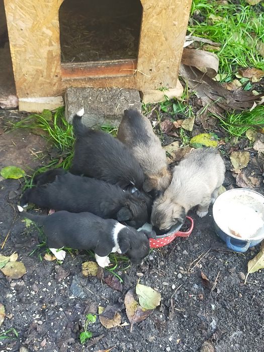 Donez căței de șobolani