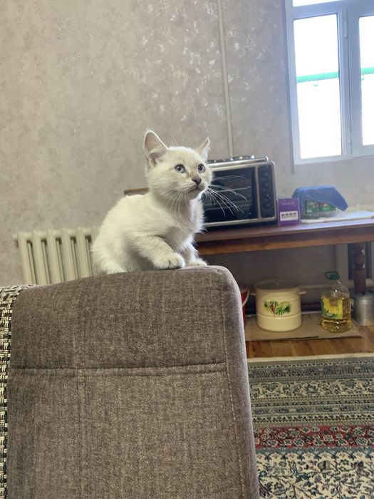 Продается котенок мальчик