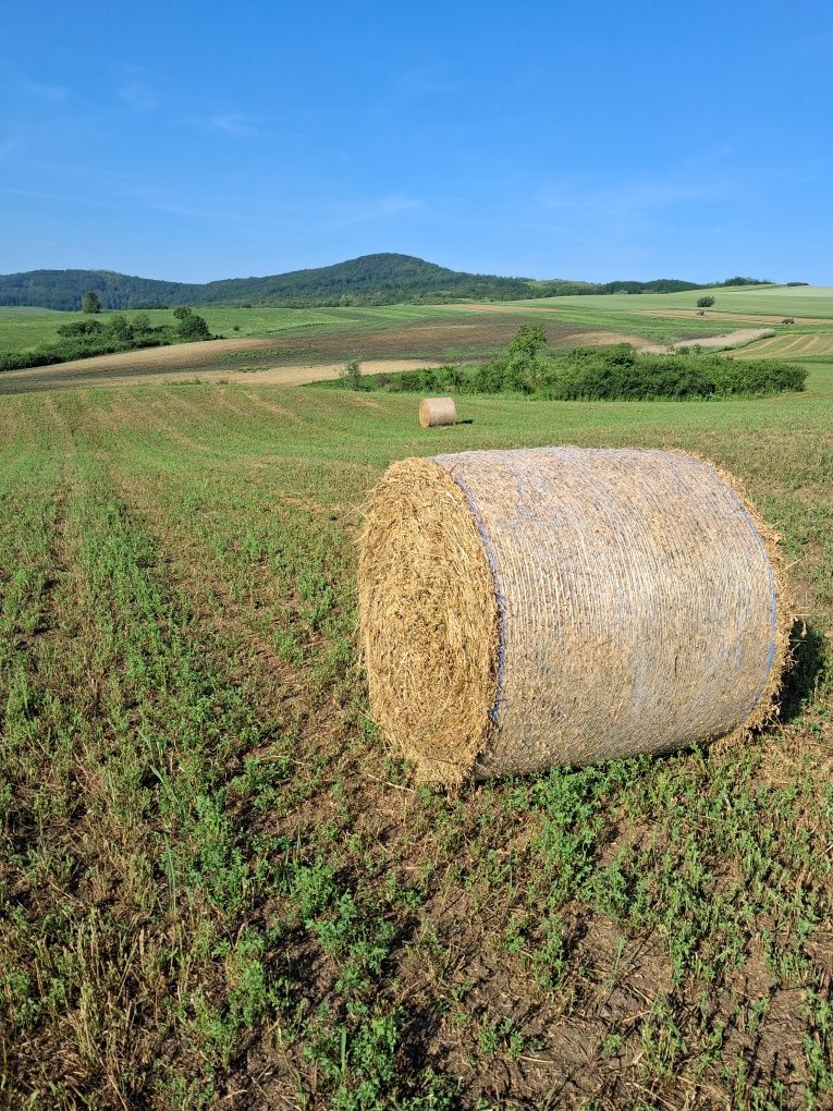 Baloți lucernă ...