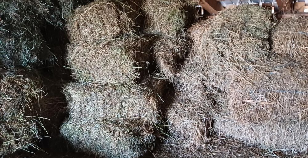 De vânzare grăunțe și baloți din lucernă