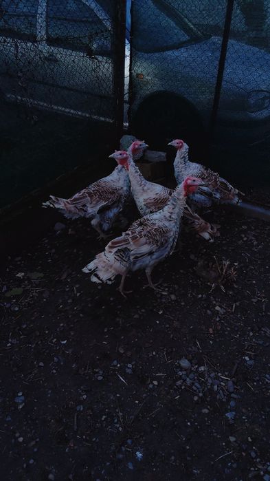 Curci țăranesti  romanesti