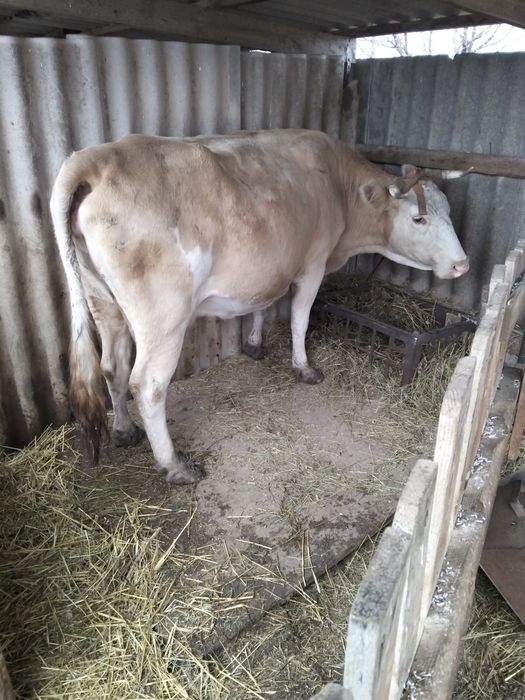 Продается корова