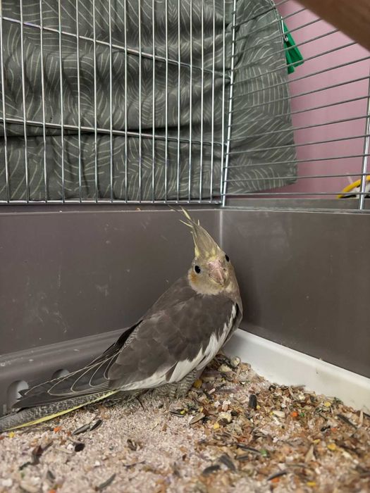 Papagal Nimfa de vanzare + cusca