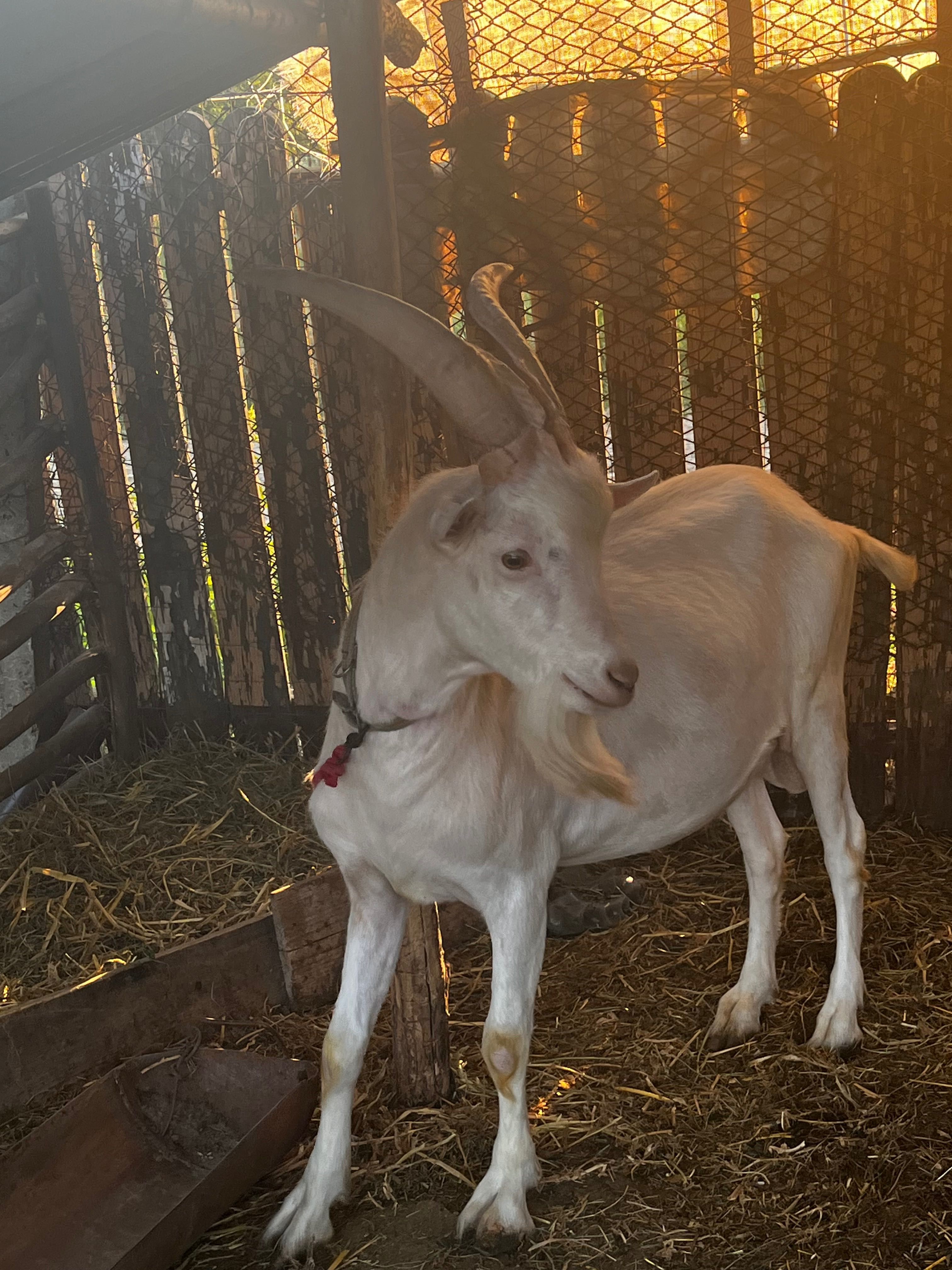 Capră şi țap alpin