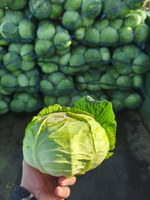 Varză de vânzare/Elado káposzta