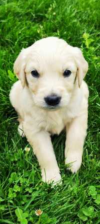 Pui Golden Retriever