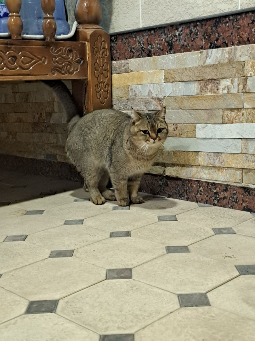 Zalanskiy shinshila straytsotiladi yoshi 1'5 toza uy mushugi