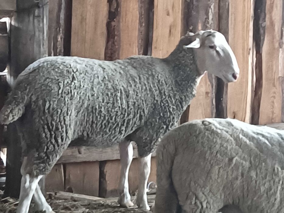 Vând 3 noatini, un berbec Lacun și 2 mieluțe Sulffoc