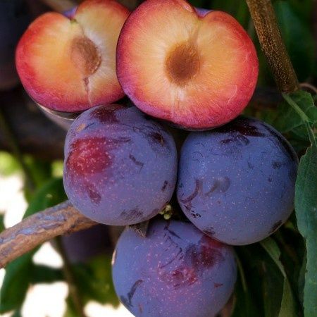 Pomi Fructiferi  prun soiul laroda