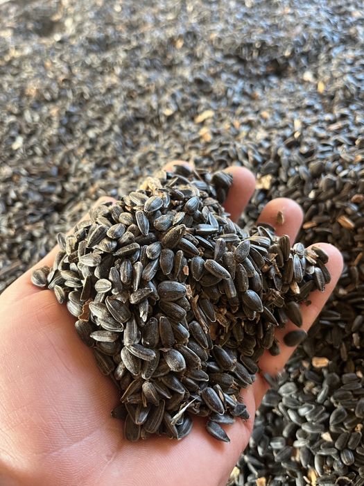 Floarea soarelui 2025