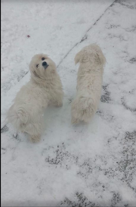 Dau pui de bichon