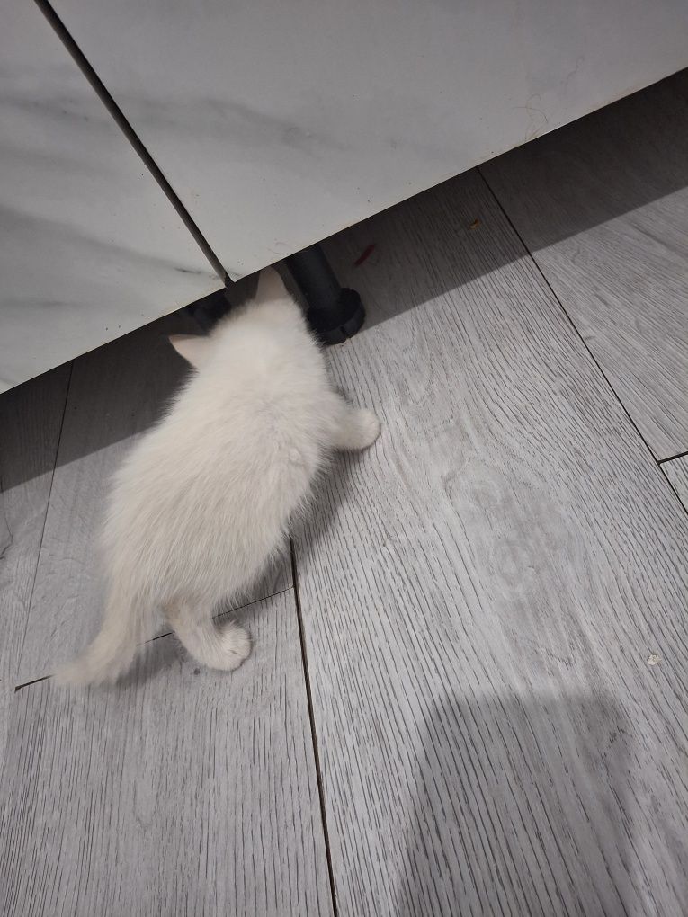 Отдам белого котёнка.