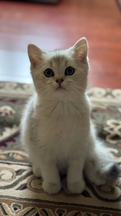 Кошка породы британской шиншиллы