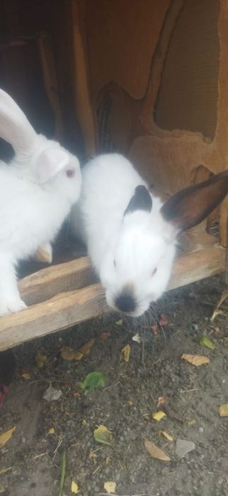 Калифорния куенлари