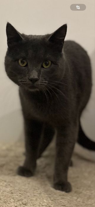 Бесплатно в заботливые руки