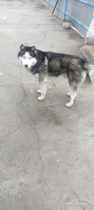 Продается Щенок девочка