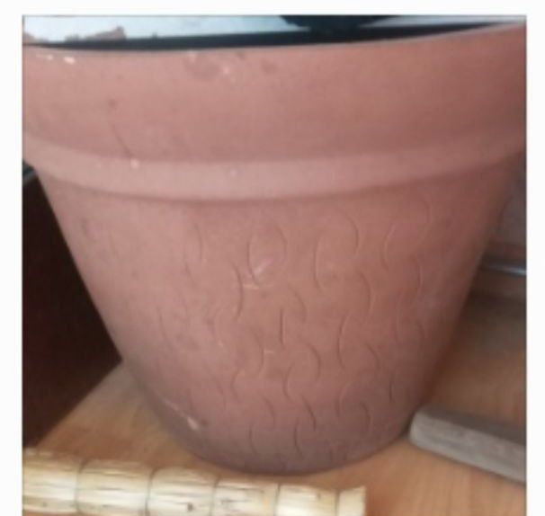 Кошачия когтеточка