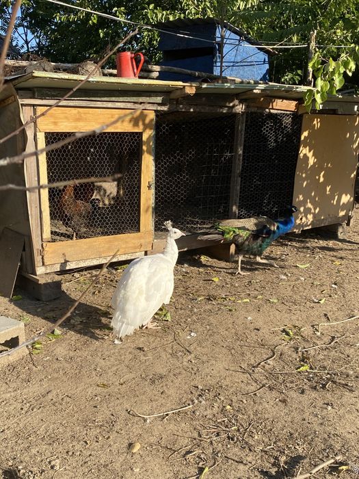 Pereche păuni adulți