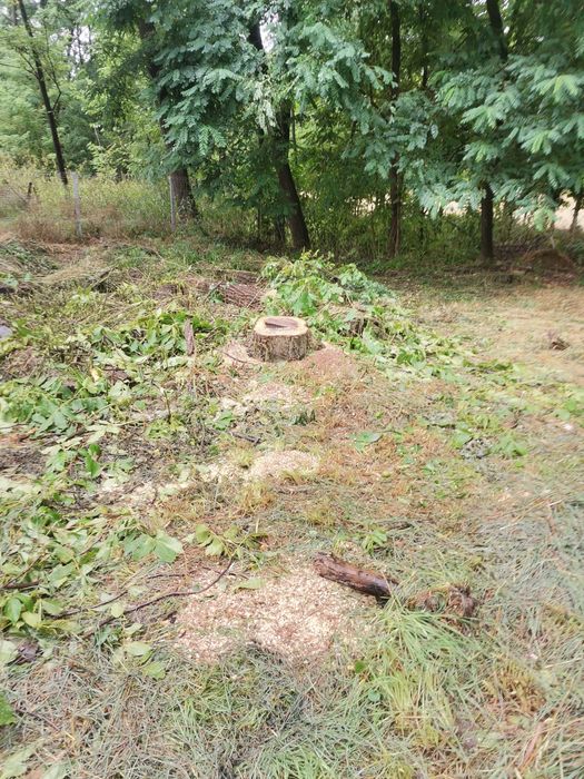 Servicii de curățare și defrișare teren de vegetație spontană... Etc.