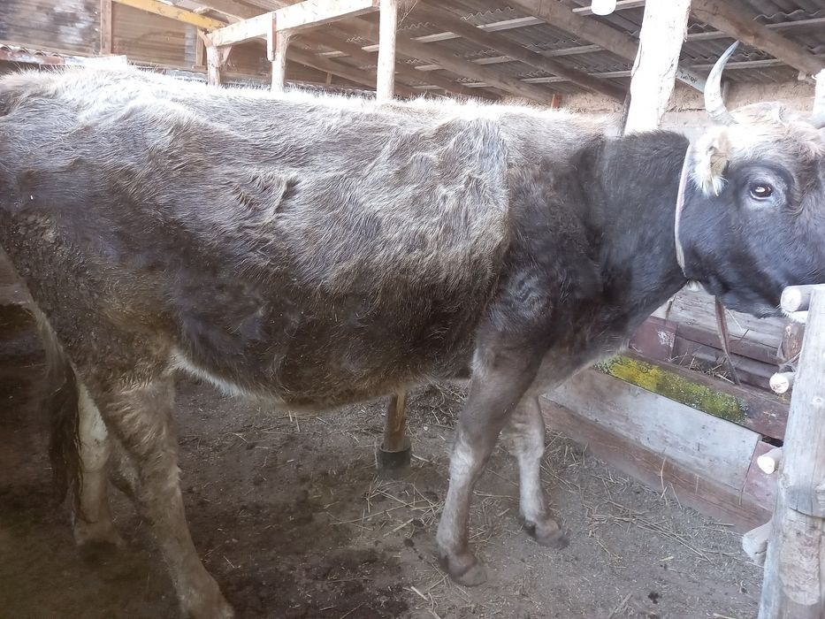 Сүтті сиырлар сатылады. Продам молочных молодых коров пордистую