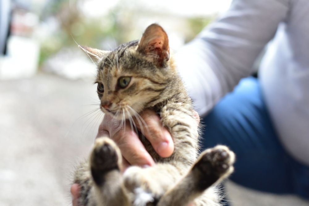 Подарявам коте на 2 месеца, здраво с аксесоари
