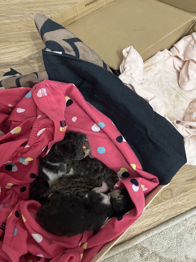 Отдам бесплатно котят в количестве 4 х штук