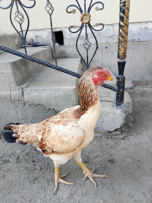 Dakan makiyon tozza narsa