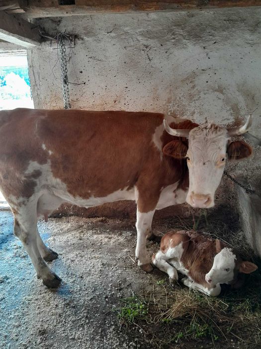 Vând vacă cu vițel